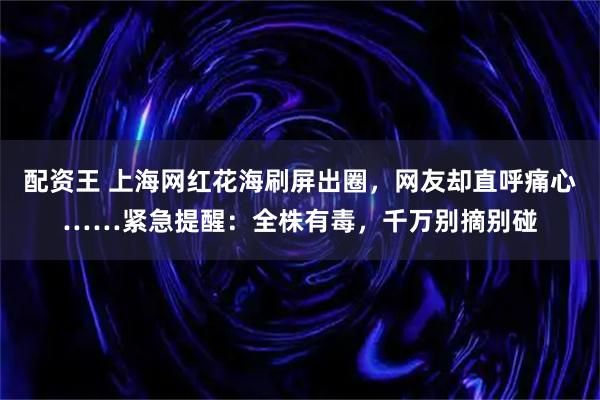配资王 上海网红花海刷屏出圈，网友却直呼痛心……紧急提醒：全株有毒，千万别摘别碰